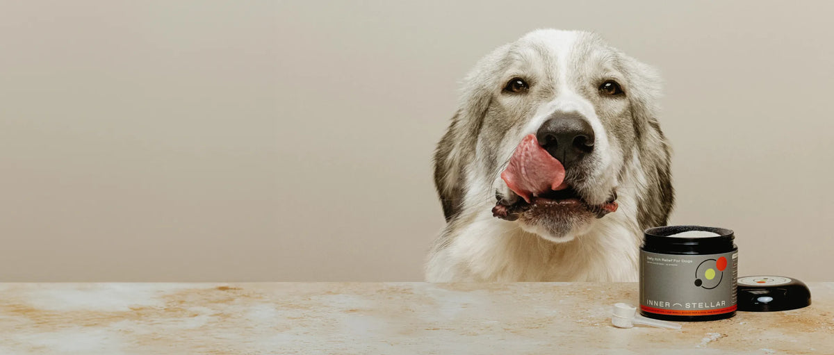 Hero dog image