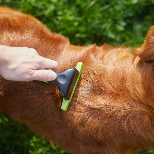 Transforms Coat Quality