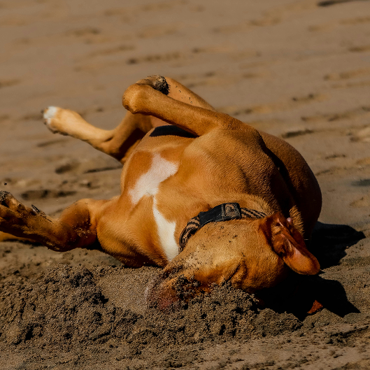 Stops the Itch Cycle